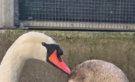 W Ptasim Punkcie Przyjęć coraz częściej pojawia się adnotacja „bez urazów”. Oznacza to jedno – ptak 