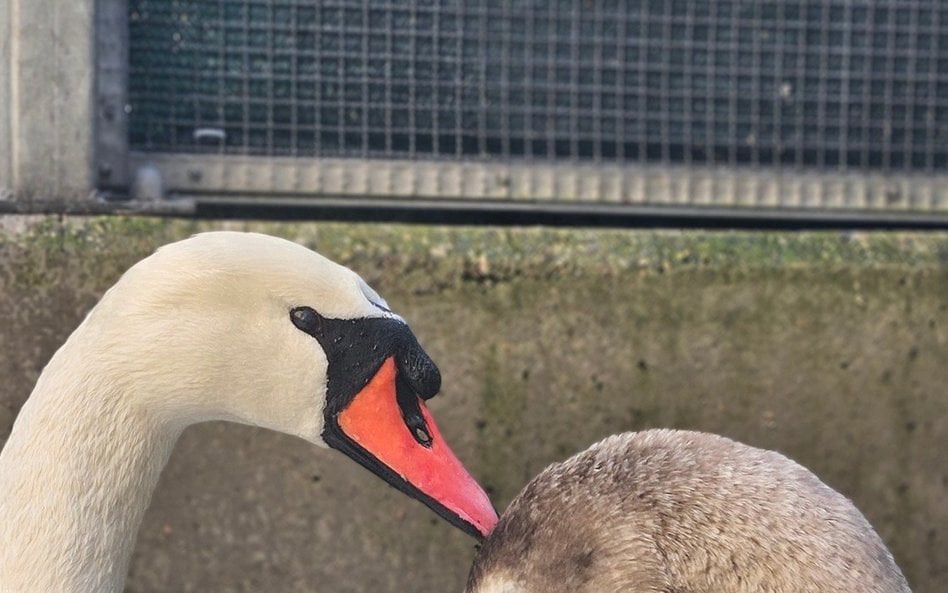 W Ptasim Punkcie Przyjęć coraz częściej pojawia się adnotacja „bez urazów”. Oznacza to jedno – ptak 