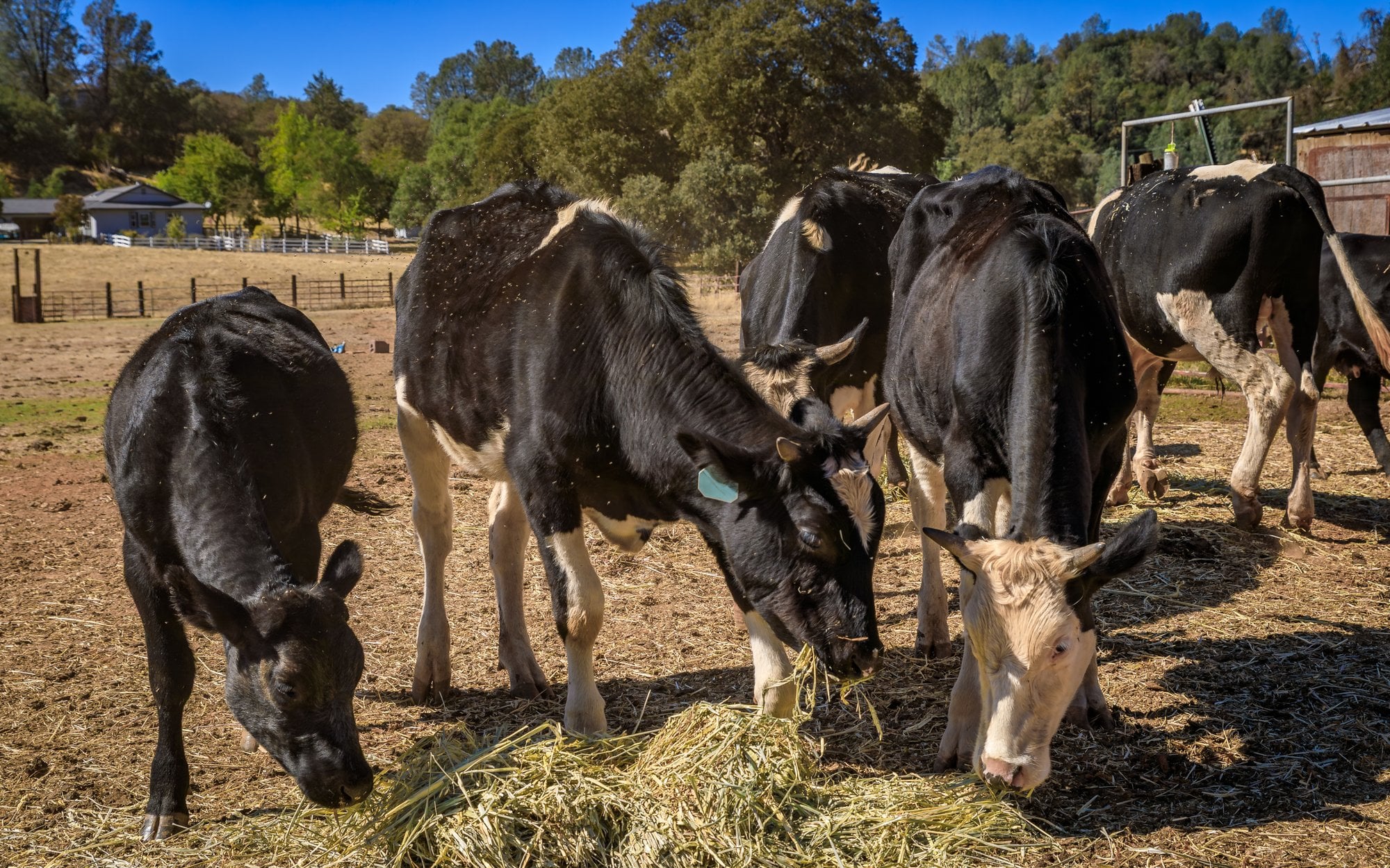 Sezon grillowy w USA będzie w tym roku drogi