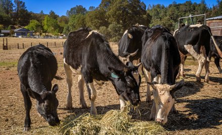 Sezon grillowy w USA będzie w tym roku drogi
