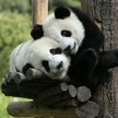Bank of China inwestuje w Park Narodowy Pandy Wielkiej