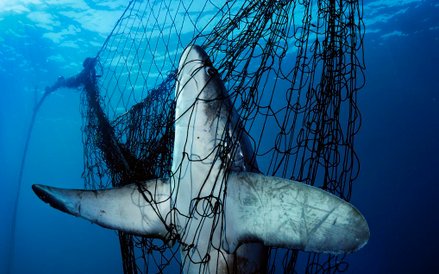 Rekin złapany w Meksyku. Miliony osobników tego gatunku umiera każdego roku będąc ofiarami połowów.