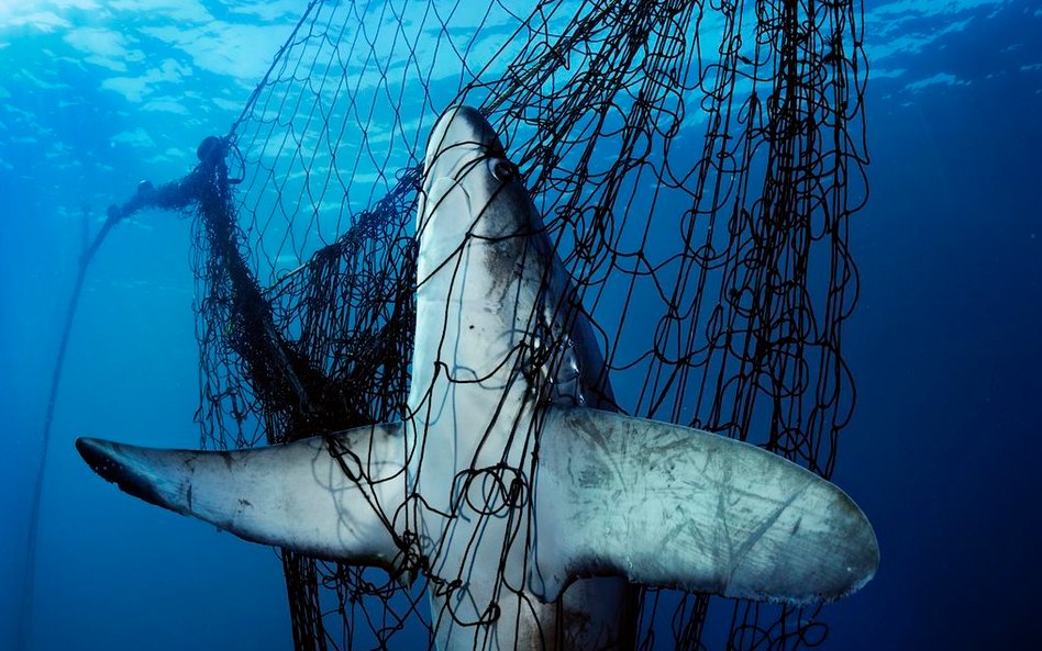 Rekin złapany w Meksyku. Miliony osobników tego gatunku umiera każdego roku będąc ofiarami połowów.