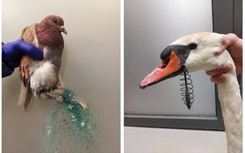 Wędkarze mogą być zagrożeniem dla ptaków