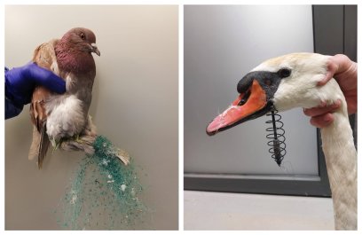 Wędkarze mogą być zagrożeniem dla ptaków