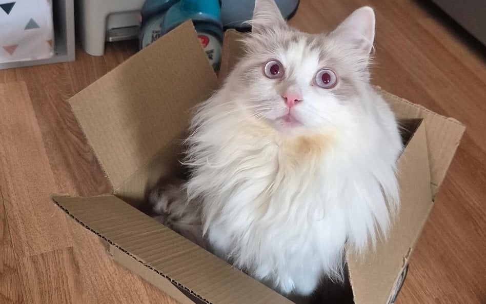 Czy koty zostaną objęte obowiązkiem powszechnego czipowania? Jest taki projekt