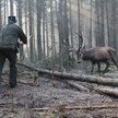 Jeleń uratowny przez leśniczych w lasach pod Łomżą