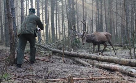 Jeleń uratowny przez leśniczych w lasach pod Łomżą