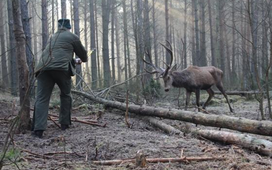 Jeleń uratowny przez leśniczych w lasach pod Łomżą
