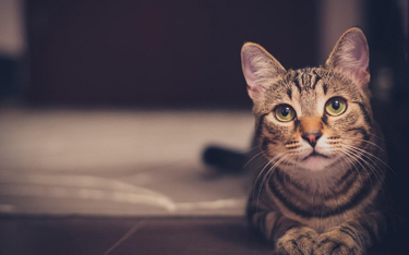 Badanie: Koty mogą naśladować głosy swoich właścicieli