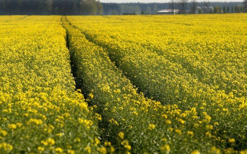 Spotkanie na Mazurach zmieni sytuację na rynku biopaliw?