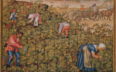 Wrzesień: zbiór wina (ilustracja z „Breviarium Grimani”, ok. 1515 r.)
