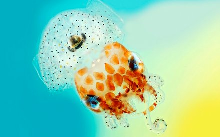 Fot: Mark R Smith. Zdjęcie przedstawia kałamarnicę pochodzącą z Oceanu Spokojnego. Sepiolida to nocn