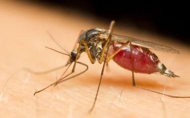 Klęska w wojnie z komarami. Nie tylko Google zawodzi