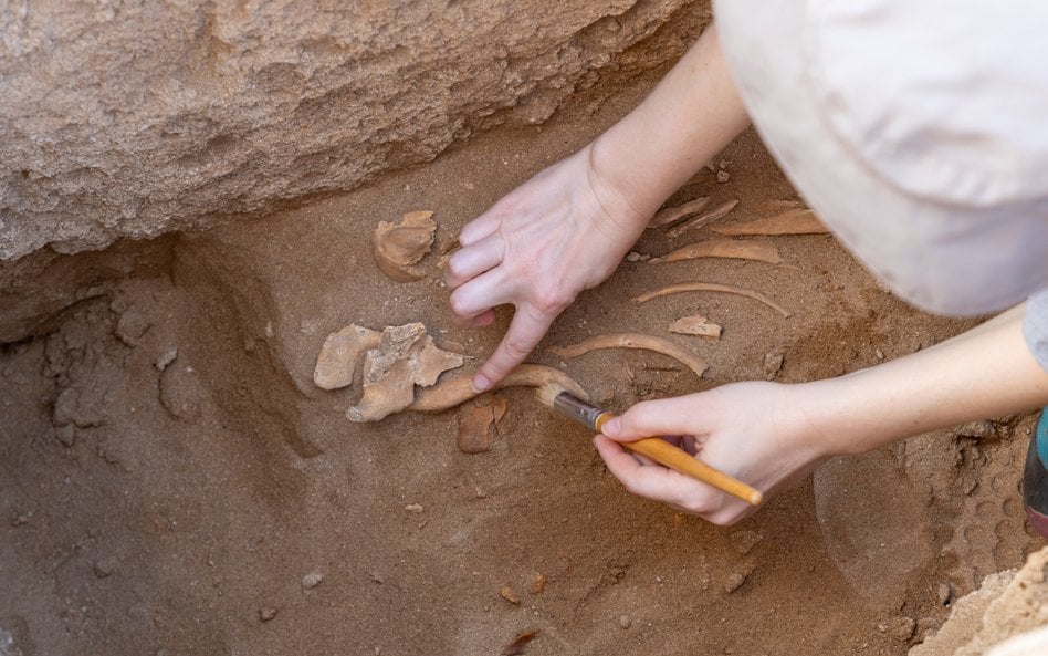 Nowe badania dowodzą, że neandertalczycy wytapiali tłuszcz z rozbitych kości zwierząt / zdjęcie ilus