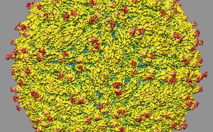 Zika pod mikroskopem – widać wszystkie białka