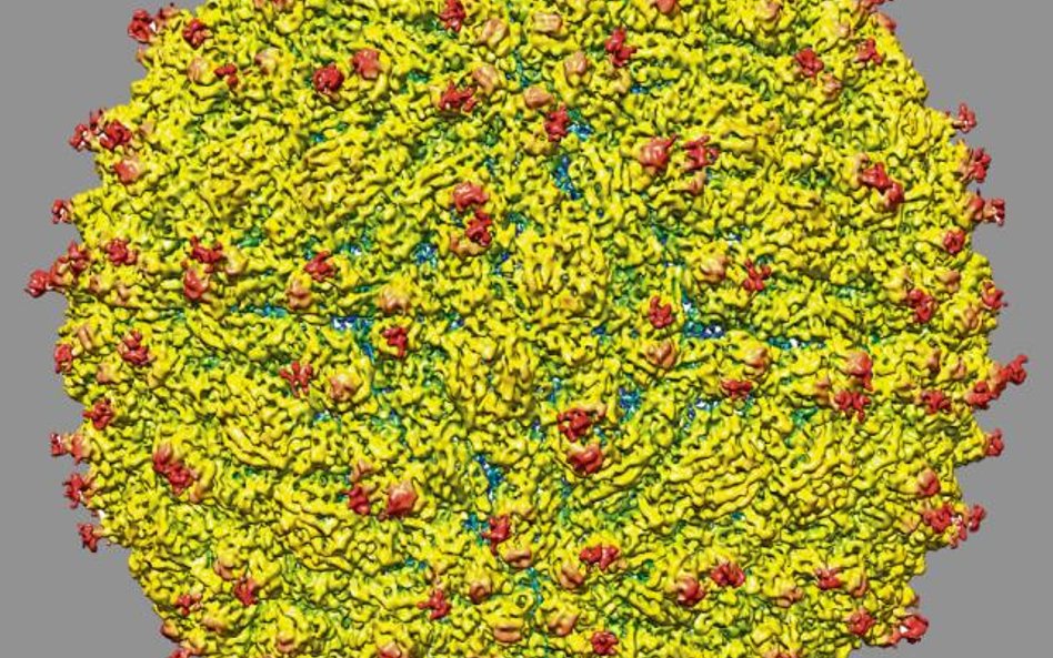 Zika pod mikroskopem – widać wszystkie białka