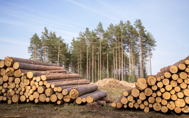 Leśnicy mają zastrzeżenia do certyfikatów FSC, ale bez tych świadectw trudno będzie eksportować pols