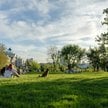 Popularność trendów takich jak „pet longevity” i „petmaxxing” rośnie od pandemii, kiedy wielu ludzi 