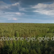 Spot na kanale Lasów Państwowych na YouTube: Milion martwych drzew w Puszczy Białowieskiej