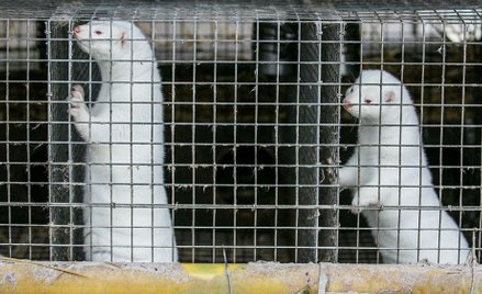 Hiszpania: Norki z koronawirusem. Wybiją prawie 100 tys. sztuk