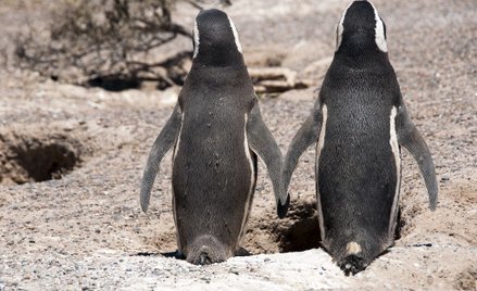Homoseksualne pingwiny ukradły jajo innej parze. Wysiadują je
