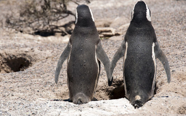 Homoseksualne pingwiny ukradły jajo innej parze. Wysiadują je
