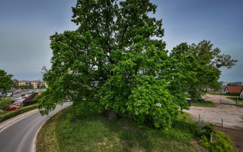 Dąb Robert z Białołęki - Warszawskie Drzewo Roku 2023