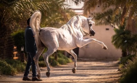 O przypadkach kolki u koni arabskich głośno było w poprzednich latach