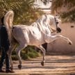 O przypadkach kolki u koni arabskich głośno było w poprzednich latach
