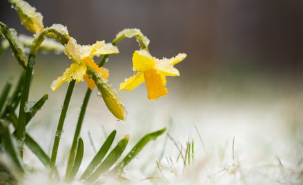 Zimowa pogoda wróci na kilka dni. Gdzie spadnie śnieg? Prognoza IMGW na 10 dni
