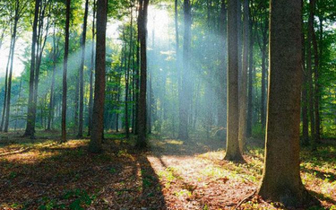 Nadleśniczy może zlecić określenie wartości gruntu leśnego rzeczoznawcy majątkowemu