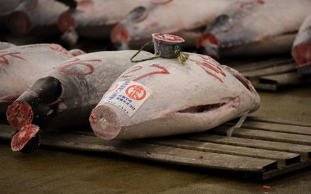 Pierwsza aukcja tuńczyków w 2017 roku na tokijskim targu Tsukiji