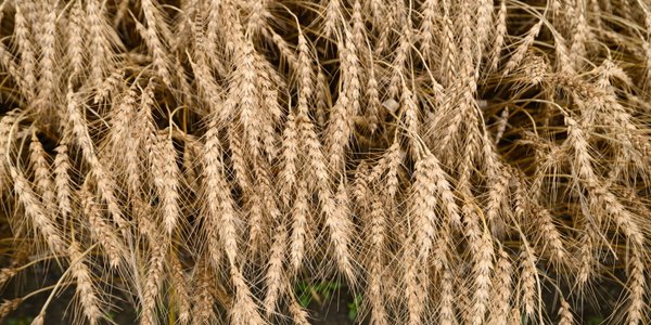 Ukraine strikes Russian grain terminals in Novorossiysk, threatening global wheat prices