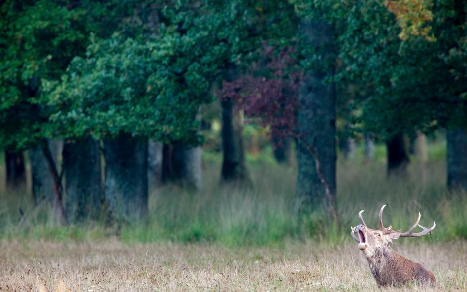 Zdjęcia do „Królestwa” kręcone na Podlasiu to ok. 10 proc. całego filmu.