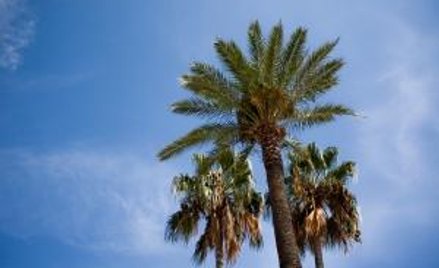 Zarabiają na wakacjach, oddają VAT od marży