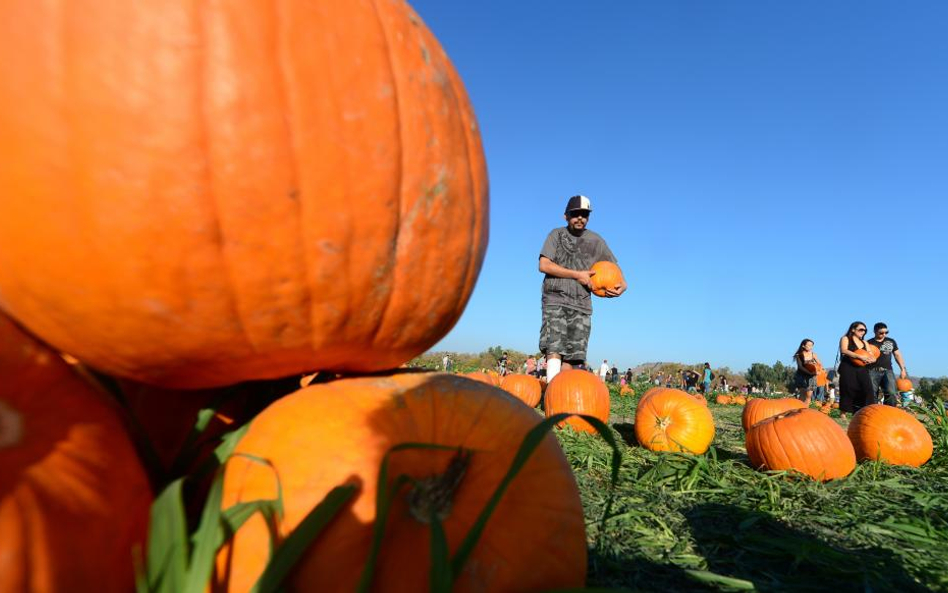 USA: Halloween za 7 miliardów