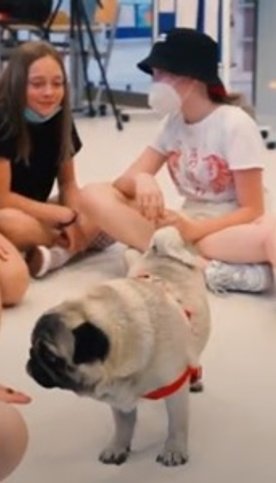 W jednej z wrocławskich szkół pies stanowił wsparcie uczniów w adaptacji po trudnym okresie nauki zd