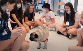 W jednej z wrocławskich szkół pies stanowił wsparcie uczniów w adaptacji po trudnym okresie nauki zd