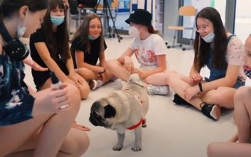 W jednej z wrocławskich szkół pies stanowił wsparcie uczniów w adaptacji po trudnym okresie nauki zd