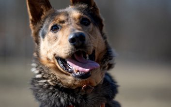 Django – twarz kampanii "Adoptuj warszawiaka"