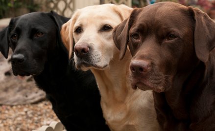Koniec z gminną opłatą za posiadanie psa? Samorządy z niej rezygnują