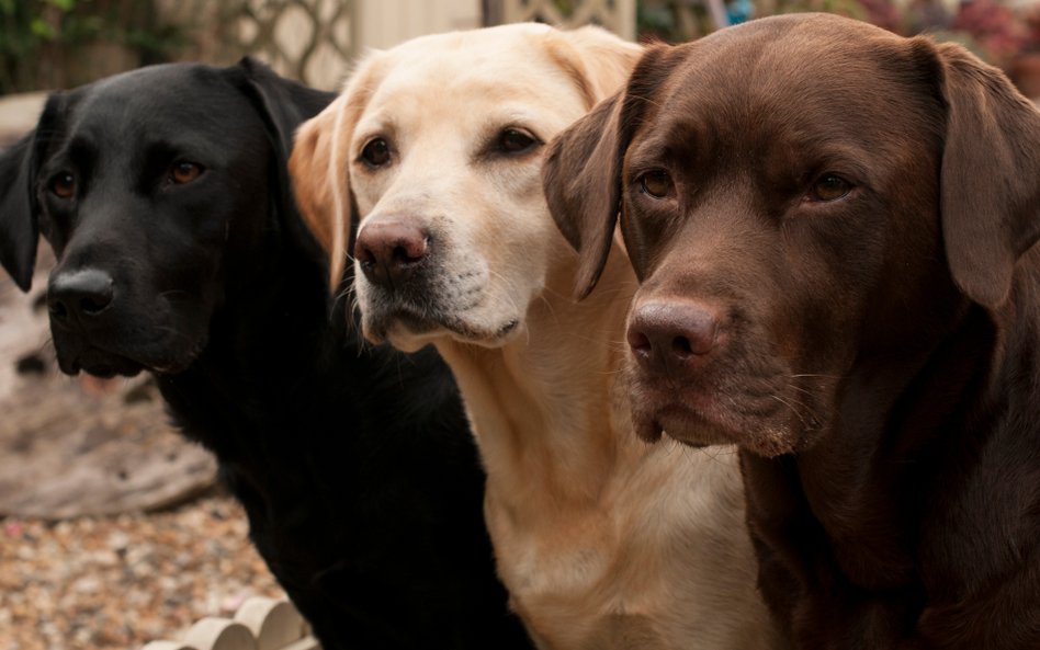 Koniec z gminną opłatą za posiadanie psa? Samorządy z niej rezygnują