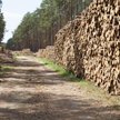 Mimo sankcji drewno z Białorusi wciąż trafia do Polski