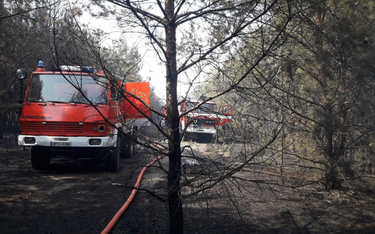 Wielki pożar lasu na Mazowszu. Straż podejrzewa podpalenie