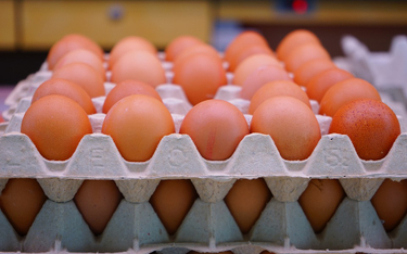 Lidl rezygnuje ze sprzedaży jajek “trójek”. To sukces koalicji Open Wing Alliance