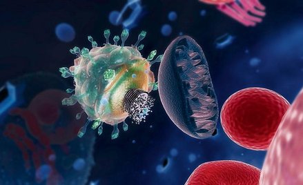 HIV wnika do ludzkiej komórki. Wkrótce we wnętrzu limfocytu rozpocznie się proces produkcji nowych w