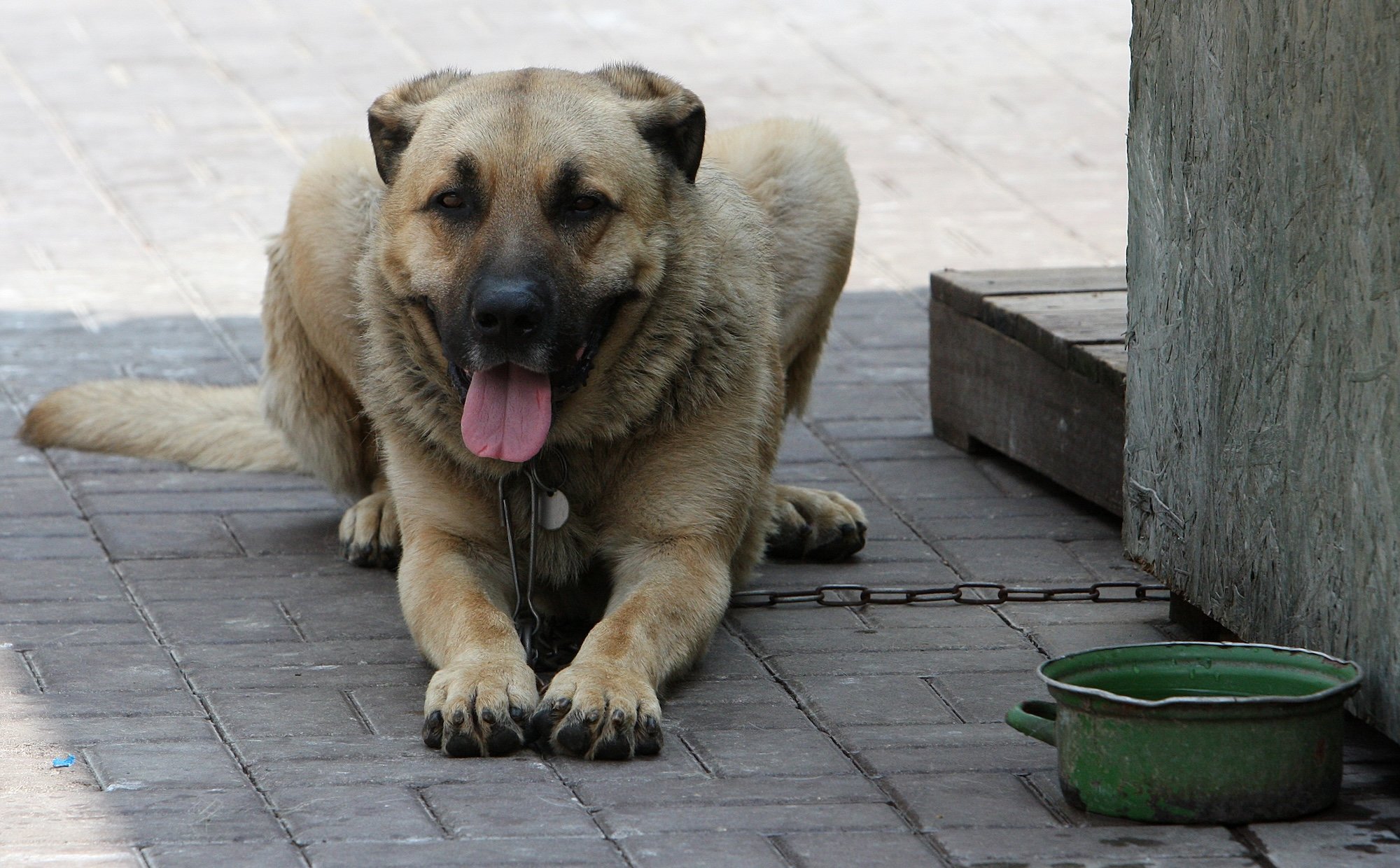 Estera Flieger: Psy na łańcuchach, karawana jedzie dalej