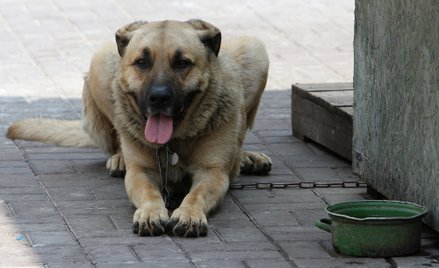 Estera Flieger: Psy na łańcuchach, karawana jedzie dalej
