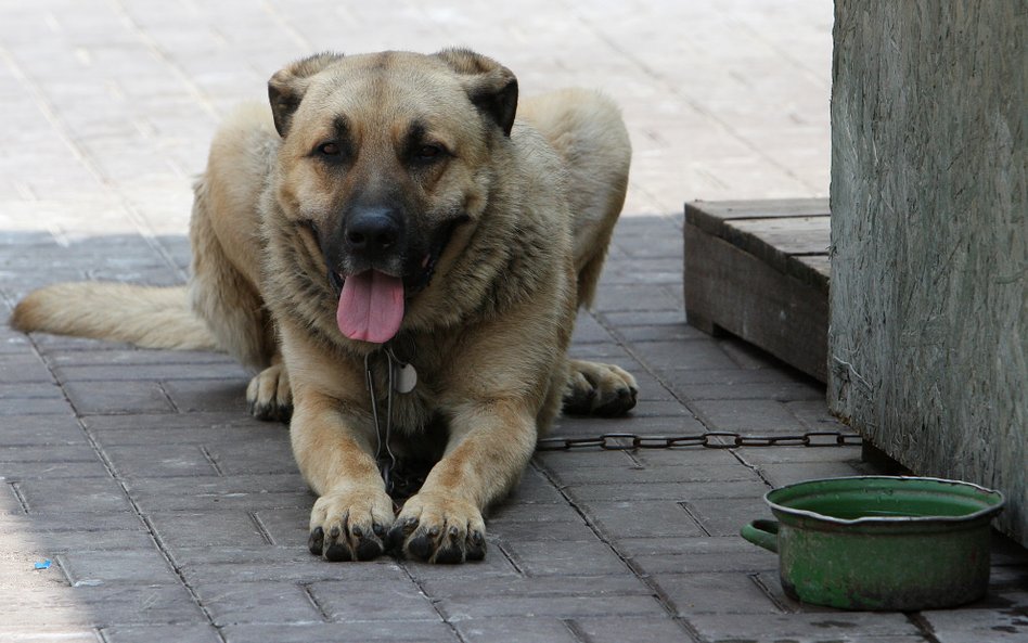 Estera Flieger: Psy na łańcuchach, karawana jedzie dalej